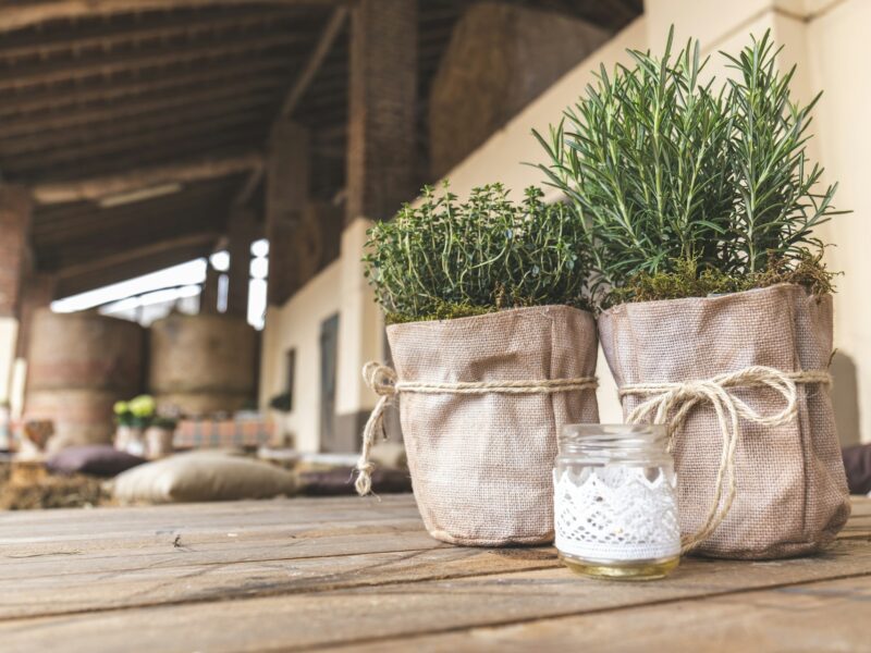 Quels sont les bienfaits du romarin ? 