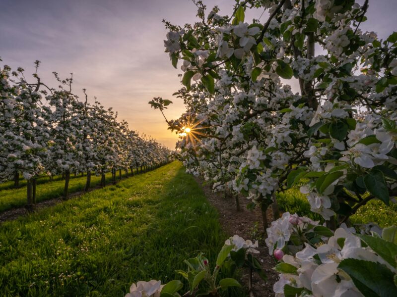 Qu’est-ce qu’un verger ?