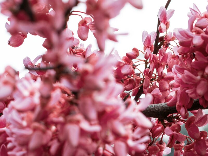 Quand planter l’arbre de Judée ?