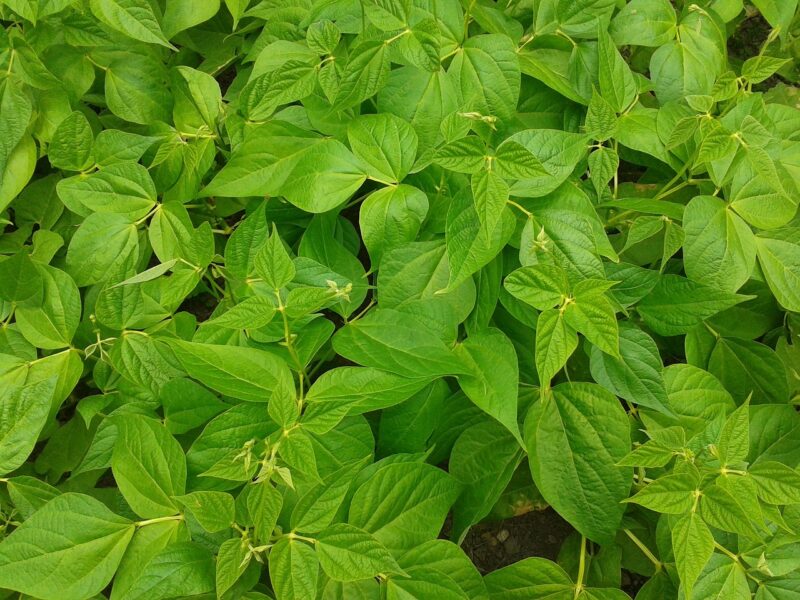 Faut-il choisir des haricots nains ou à rames ?