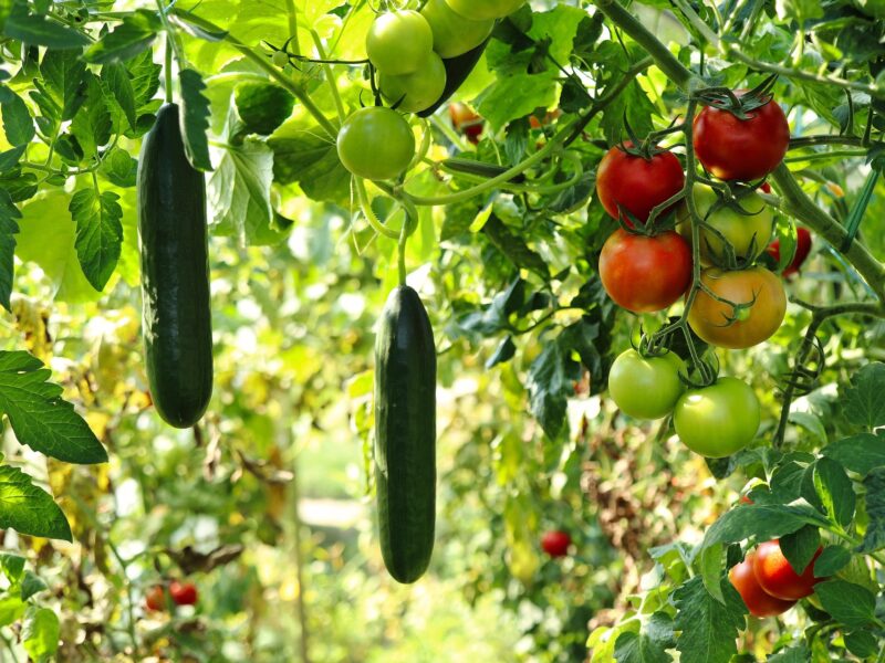 Que planter pour son potager débutant ?