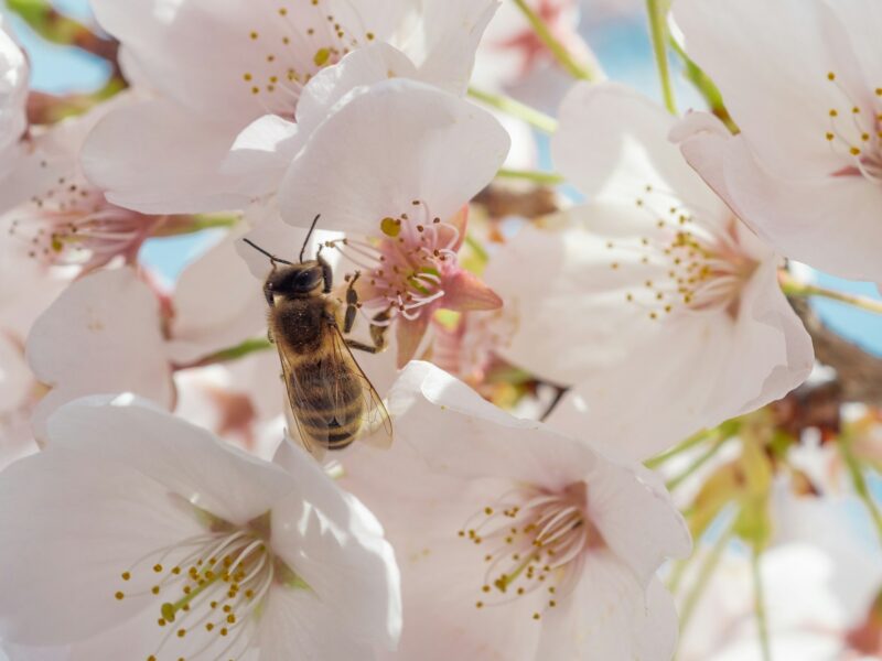 Quels arbres mellifères pour attirer les pollinisateurs ?