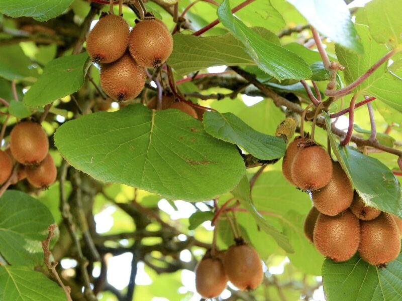 Comment planter un kiwi ? Guide complet de culture