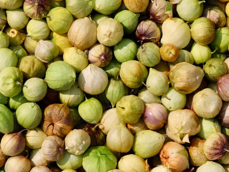 Qu’est-ce que le Tomatillo ou tomatille ?