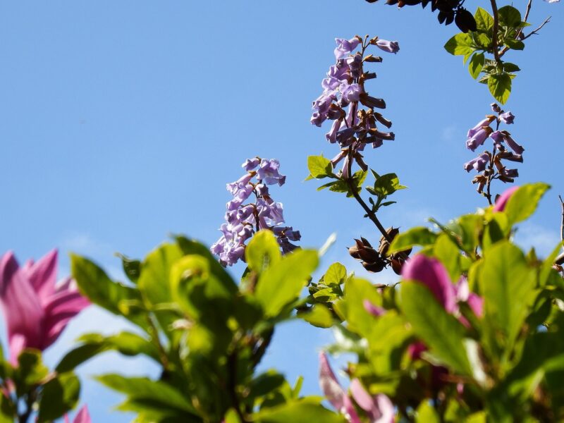 Qu’est-ce que le paulownia ou arbre impérial ?