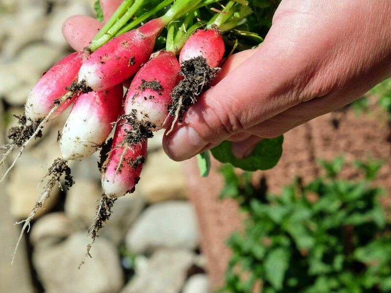 Quand et comment semer les radis de 18 jours ?