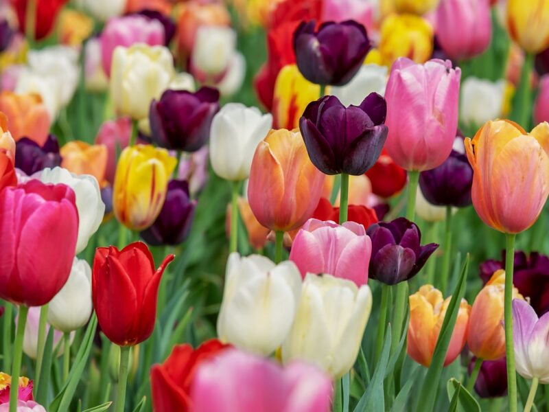 Comment et où planter des tulipes ?
