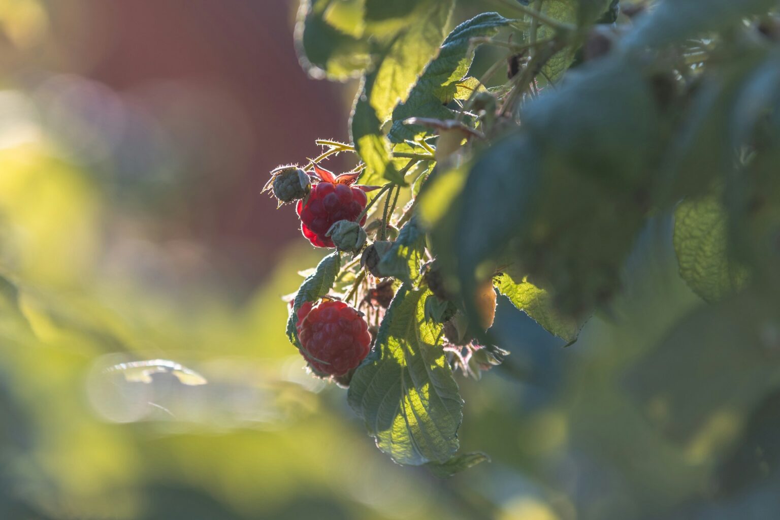 Choisir un framboisier remontant ou non remontant ? - Eco Graine