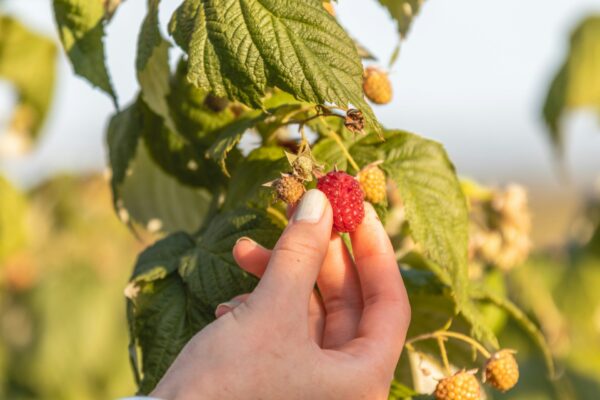 Choisir un framboisier remontant ou non remontant ? - Eco Graine